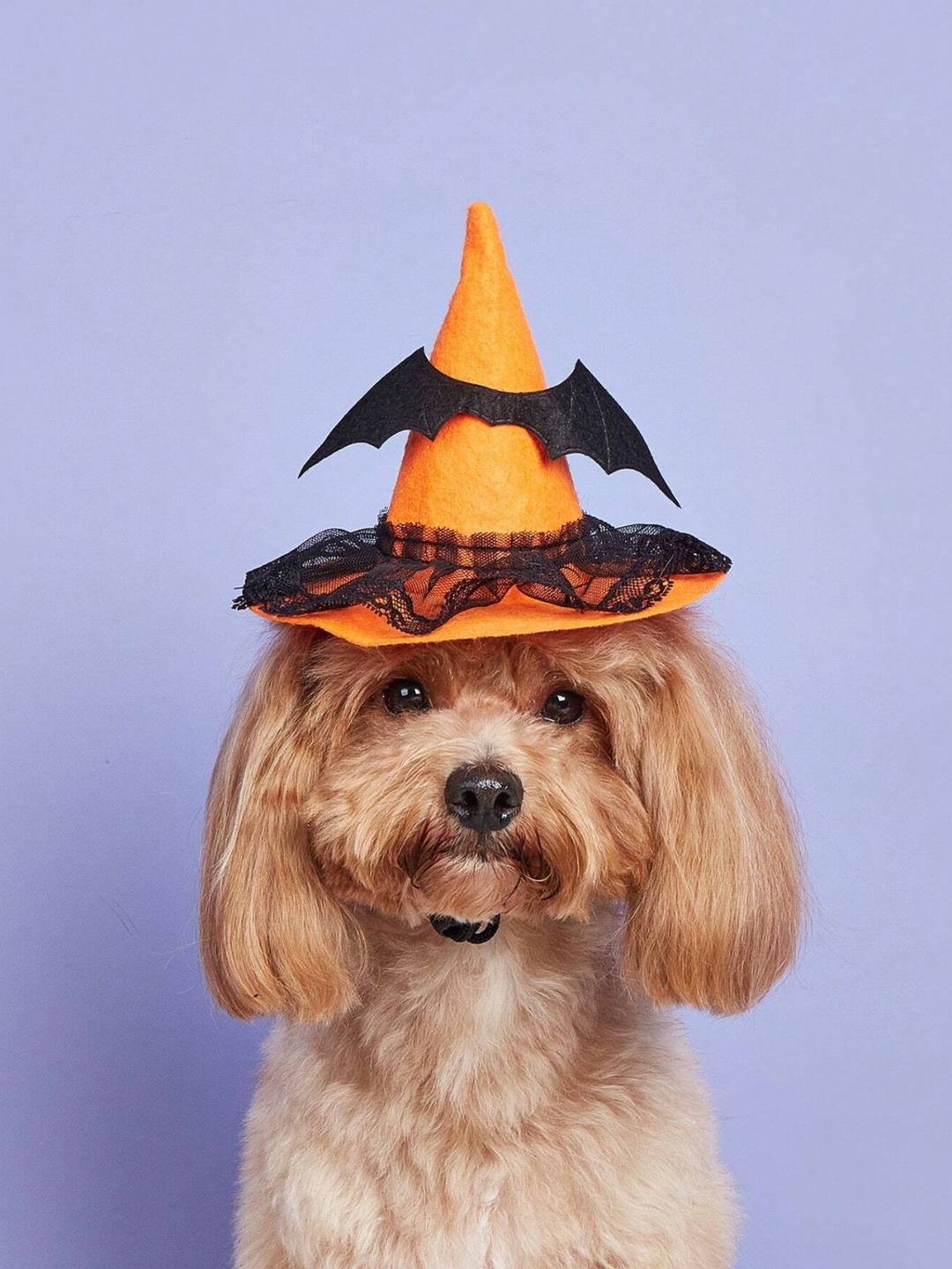 Dog Charming Witch Hat Halloween Costume