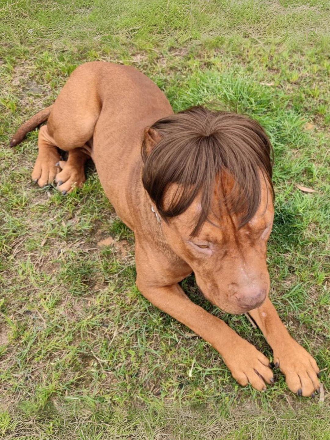 Dog Hilarious Wig For Halloween