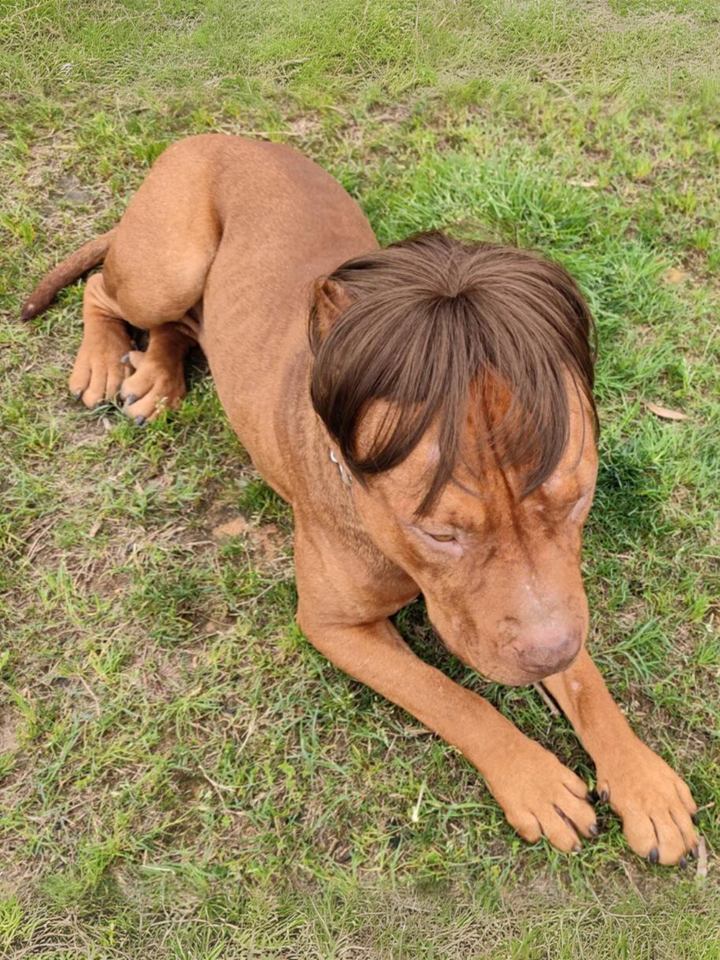 Dog Hilarious Wig For Halloween