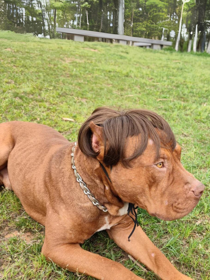 Dog Hilarious Wig For Halloween