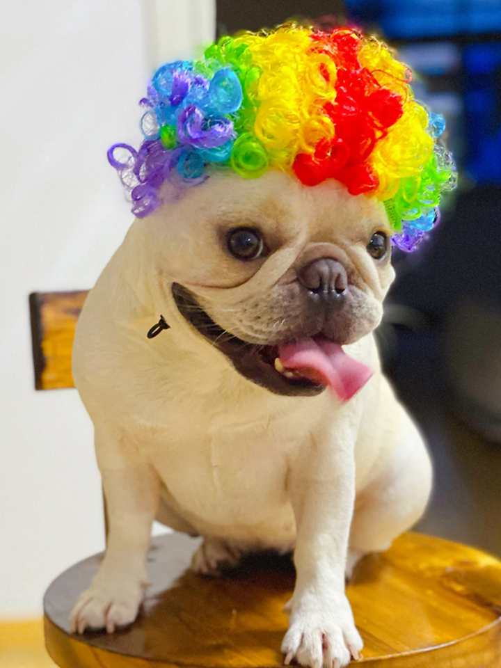 Dog Hilarious Wig For Halloween