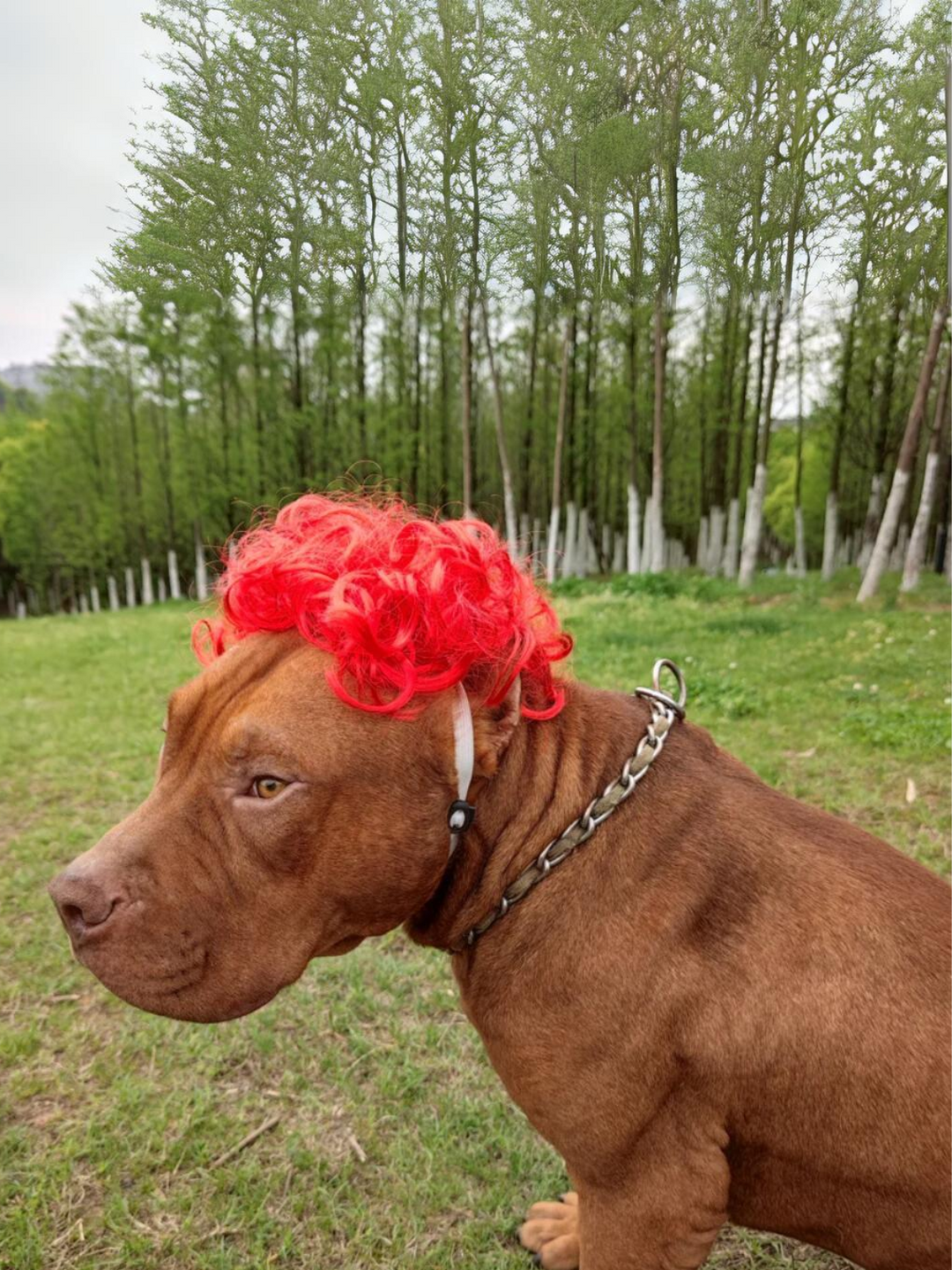 Dog Hilarious Wig For Halloween