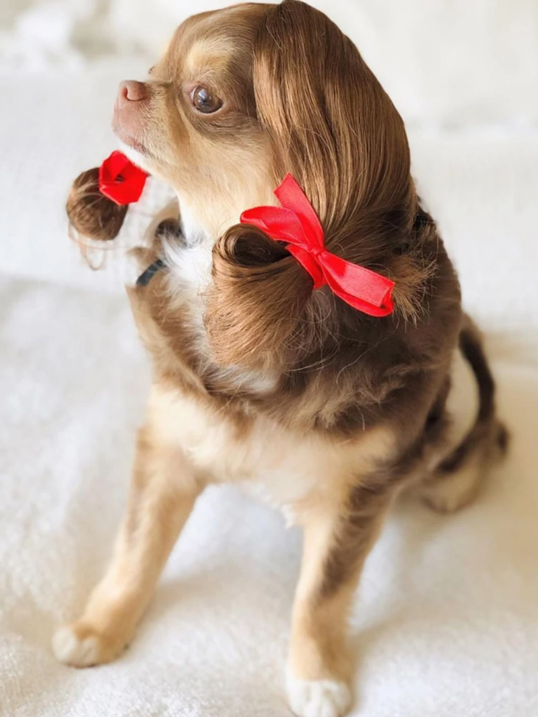 Dog Hilarious Wig For Halloween