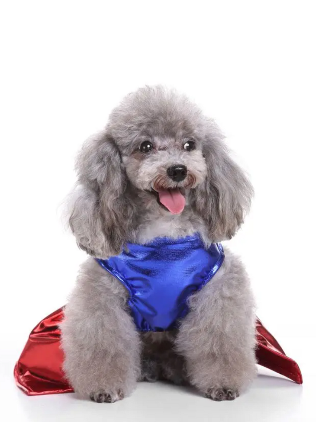 Superpaw Super Dog Halloween Costume